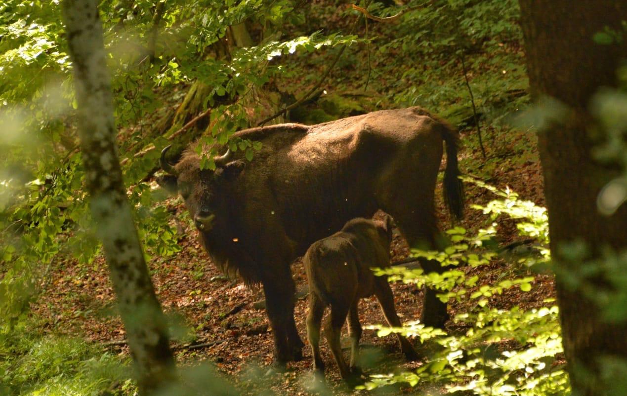 A Szárkő-hegységben 300 egyed él | Fotók: Fotó: Matei Miculescu ranger (vadőr) WWF