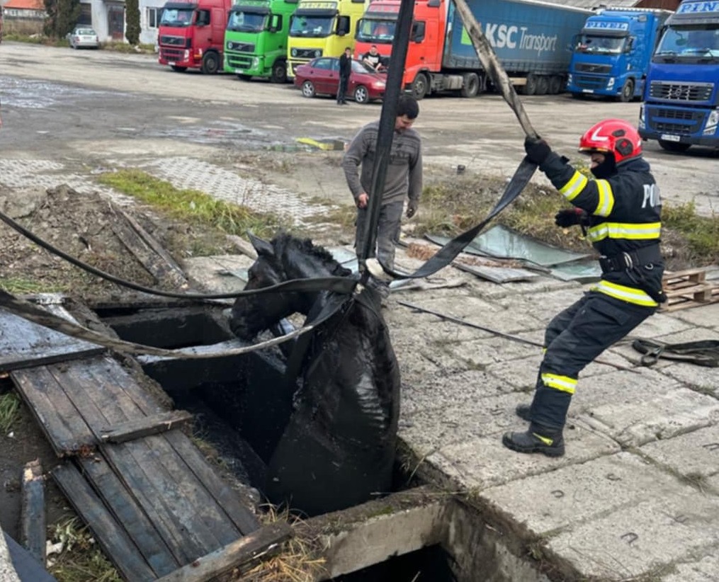 Markológép segítségével emelték ki a bajba jutott lovat | Fotók: ISU Harghita