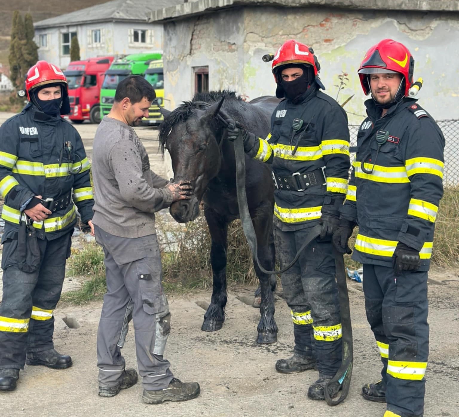 A ló visszakerült gazgájához