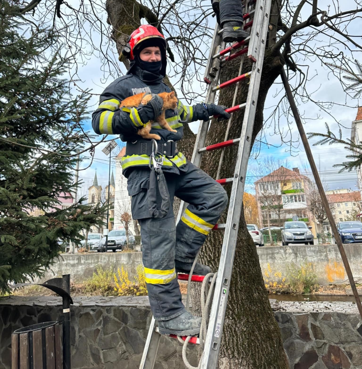 Magasról hozták le a rémült macskát