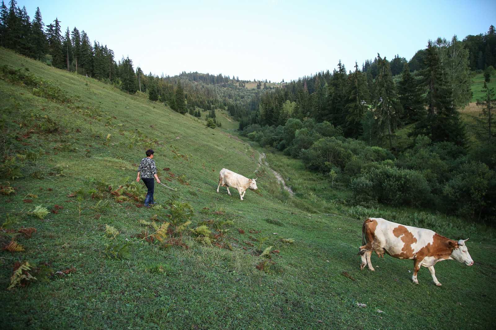 A legelők megőrzése, a bozótos visszaszorítása több szempontból is hasznos | Fotó: Fodor Zsuzsánna (archív)