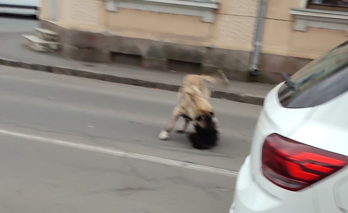 Úgy rántotta az úttestre a kangal a sétáltatott kutyát, "mint egy felmosórongyot". | Olvasói felvétel