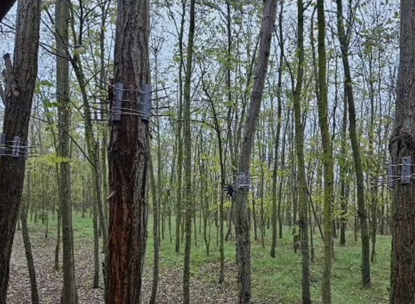 Fákra erősítette a házilag gyártott eszközöket.