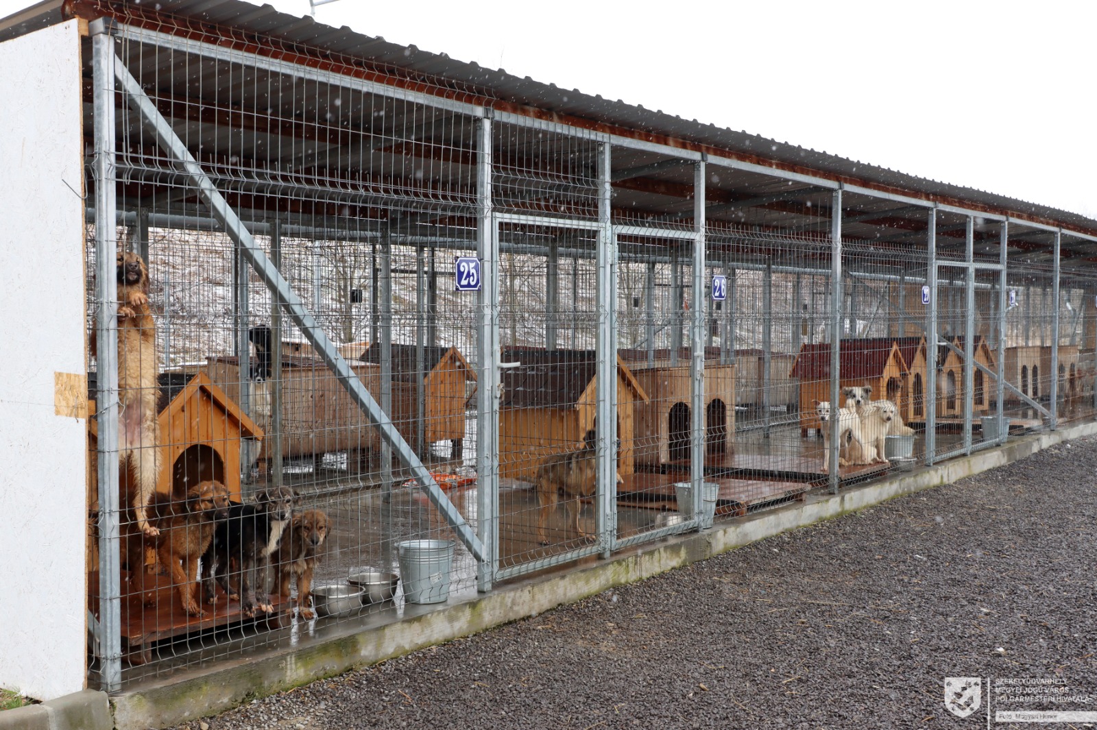 Telt ház a székelyudvarheyi kutyamenhelyen. Áldatlan helyzet. | Fotók: Székelyudvarhely polgármesteri hivatal