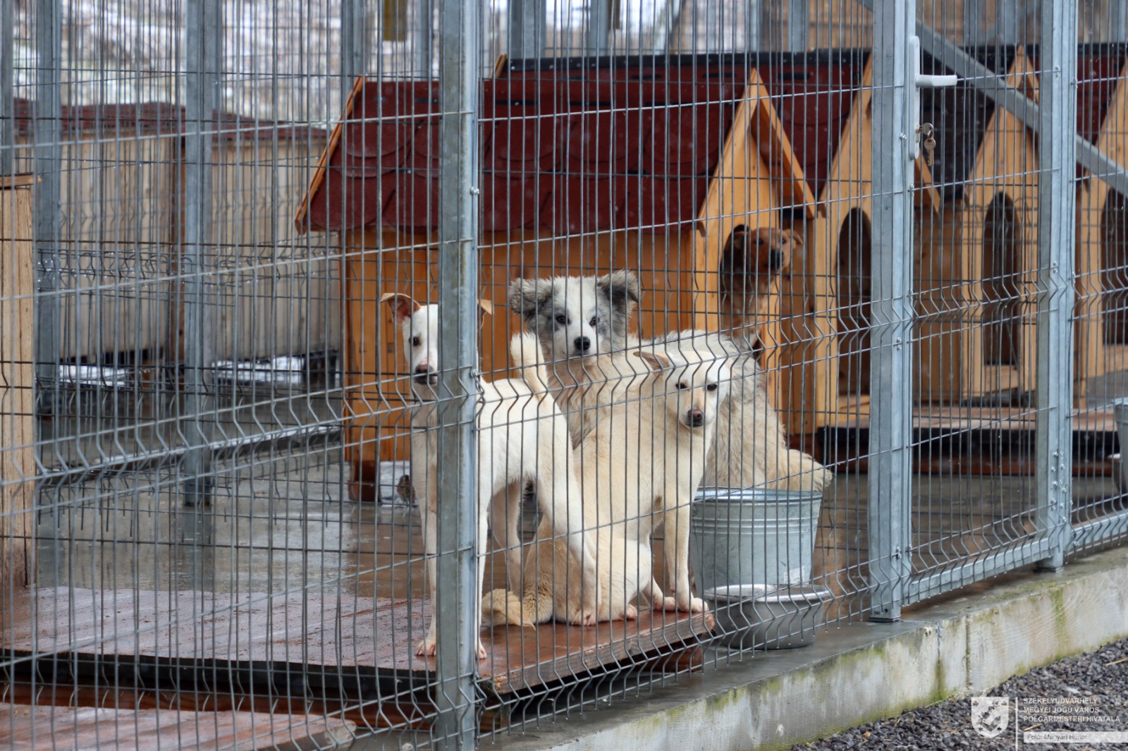 Van mit tanulni az állattartás terén.