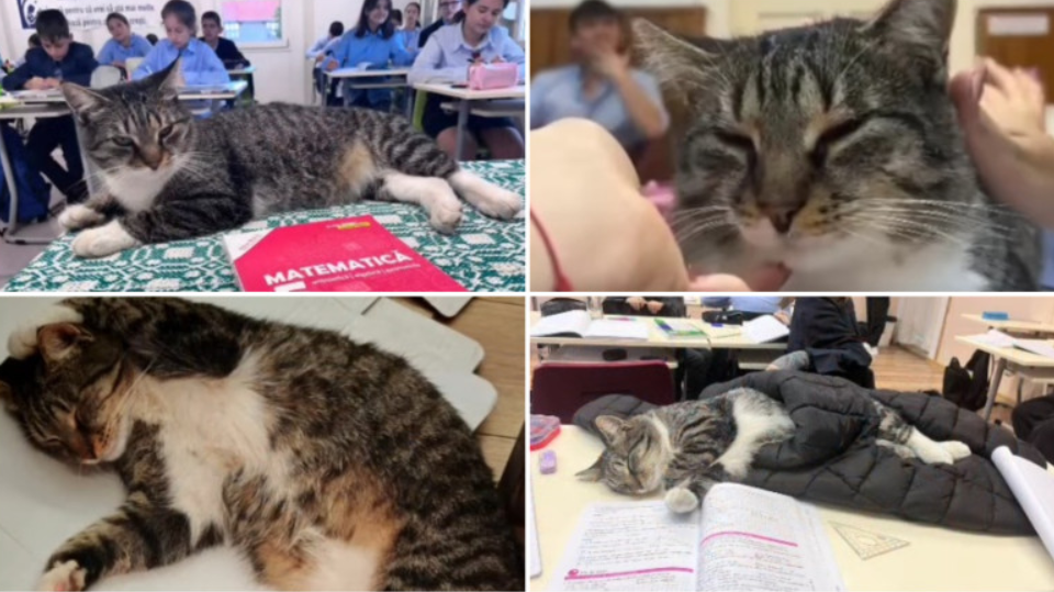 Egy sepsiszentgyörgyi iskola sztárja lett Mișu, a macska (VIDEÓ)