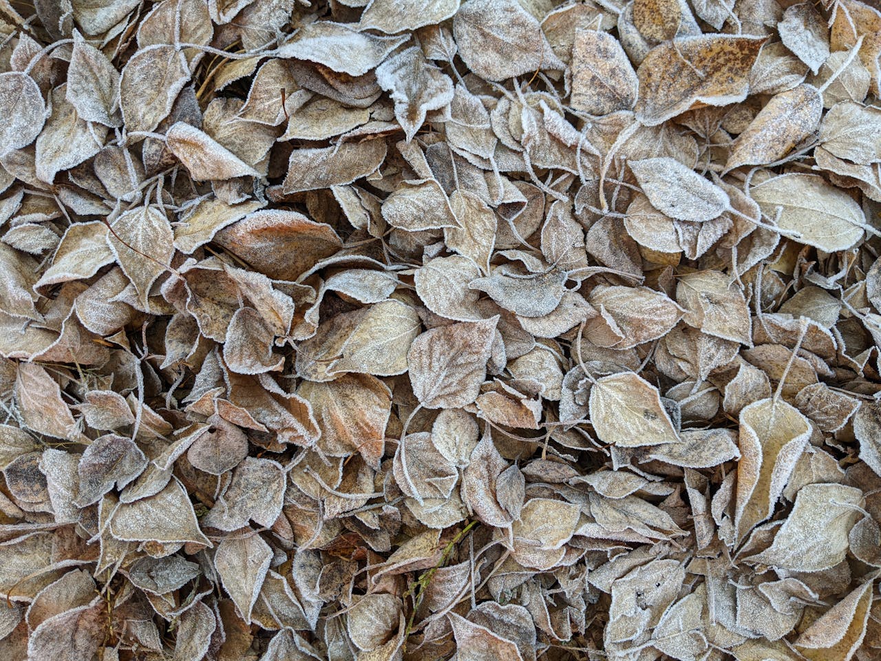 Csíkszeredában mérték többször is a legalacsonyabb hőmérsékletet. | Fotó: Pexels