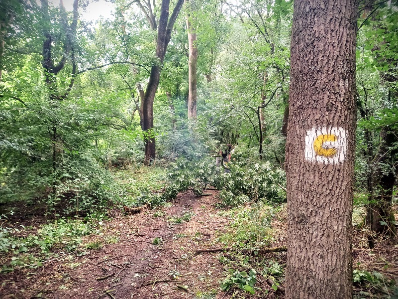 Az erdő nem a közbirtokosság, hanem a tagok tulajdona | Fotó: Romsilva Facebook oldala