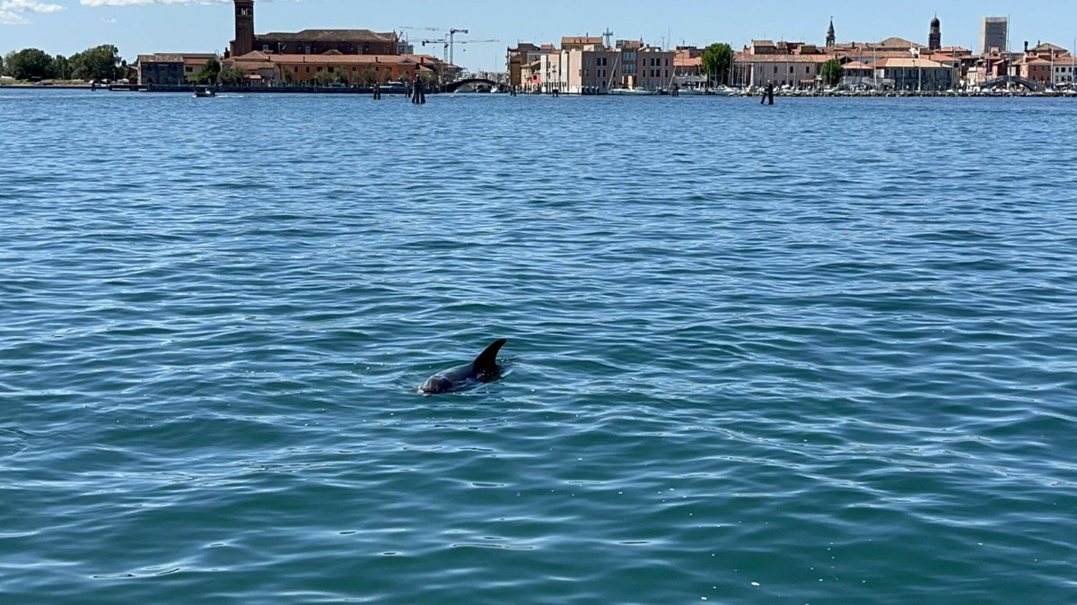 A velencei delfin visszatért | Fotó: X/nuova scintilla