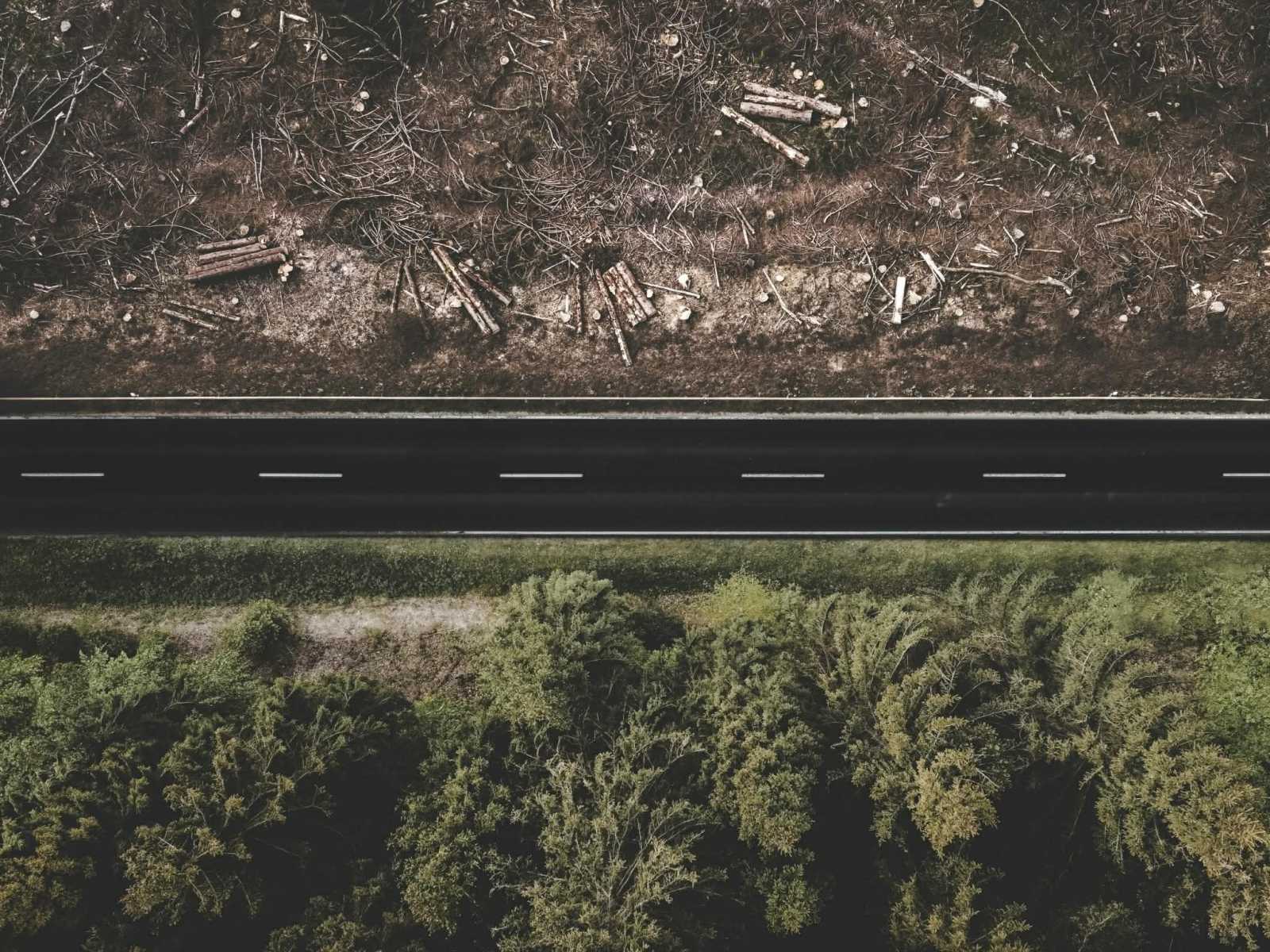 1990 és 2020 között világszerte az EU-nál is nagyobb erdőterület pusztult el, és ennek közel 10%-a az európai fogyasztásnak tulajdonítható.| Fotó: Unsplash