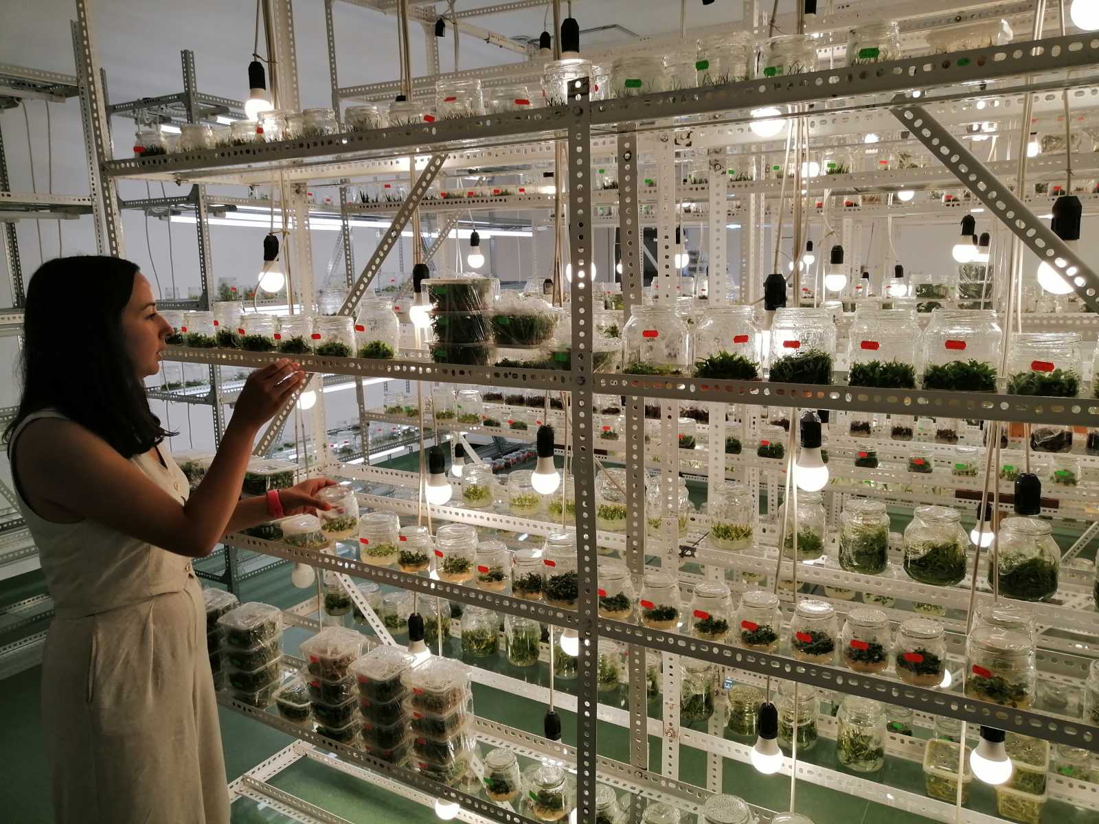 Mikroszaporító labor | A szerző felvétele