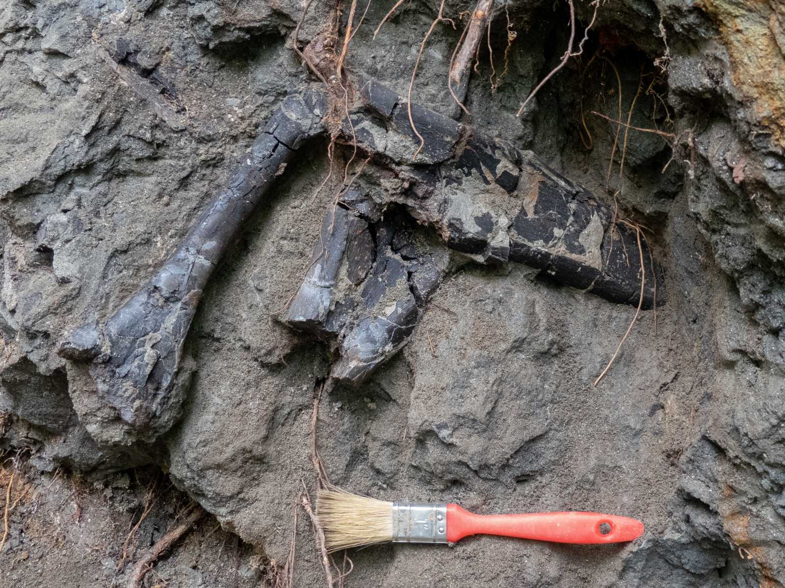 A csontok szinte egymáson feküdtek a rétegben