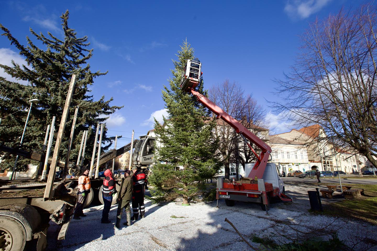 a helyére került Gyergyószentmiklós karácsonyfája | Fotók: Gyergyószentmiklós önkormányzata