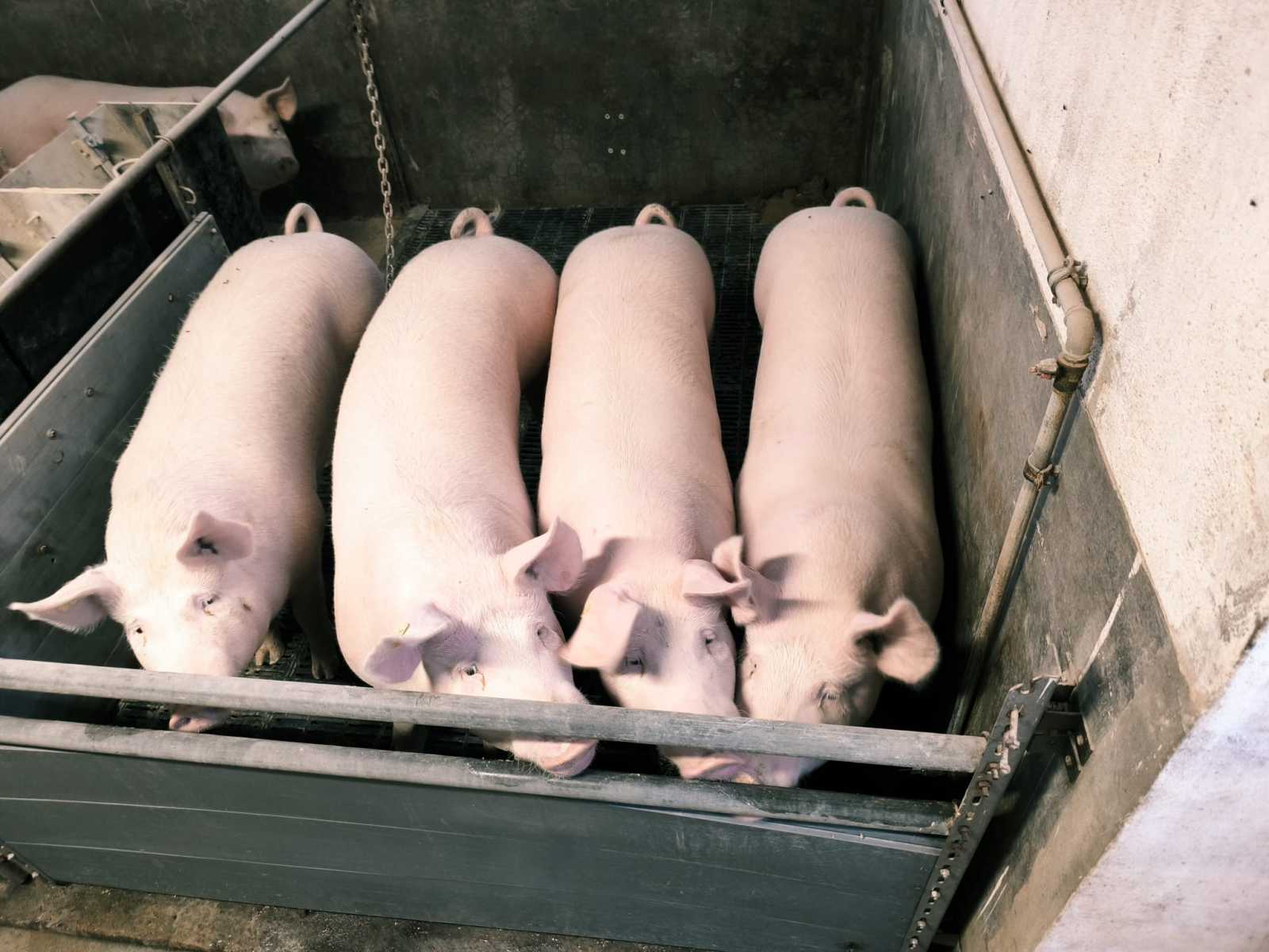 A nagyfehér sertés népszerű fajta