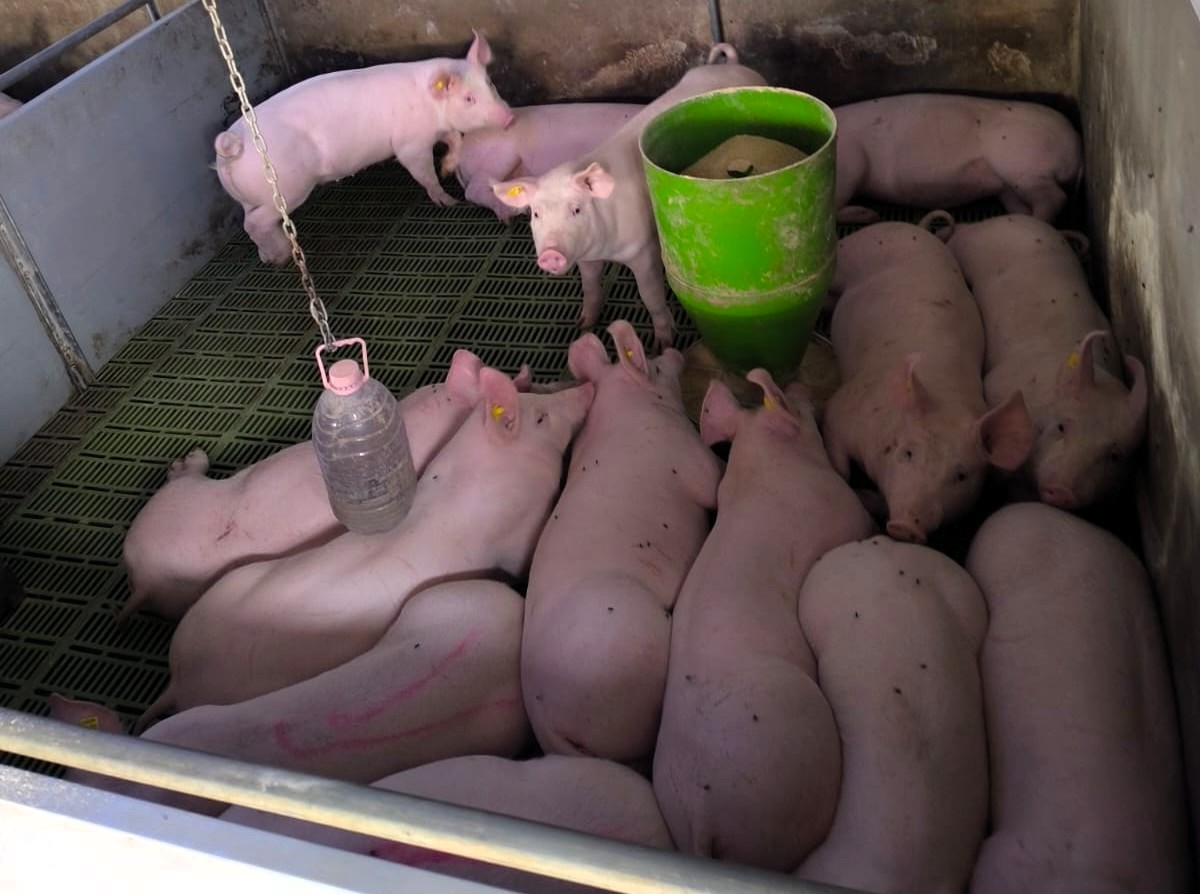 A konform sertésfarmon a szokásosnál is nagyobb a rend | Fotó: László Emil