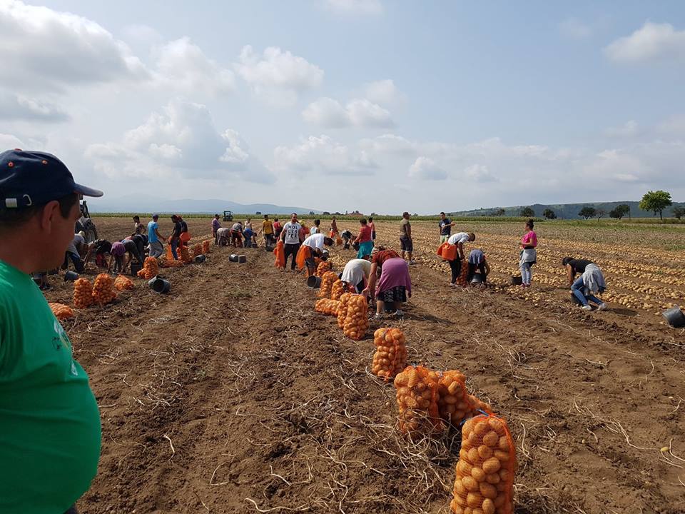 Csak a nagytermelők zártak idén jó évet | Fotó: Kovács Zsolt