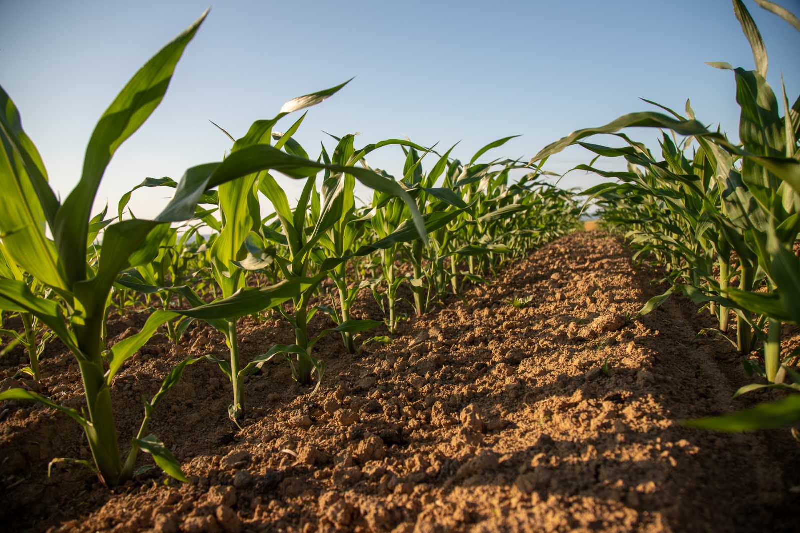 A stratégia az agrár-élelmiszeripari ágazat gazdasági szereplőit és a fogyasztókat egyaránt célozz. | Fotó: Borsi Balázs (archív)