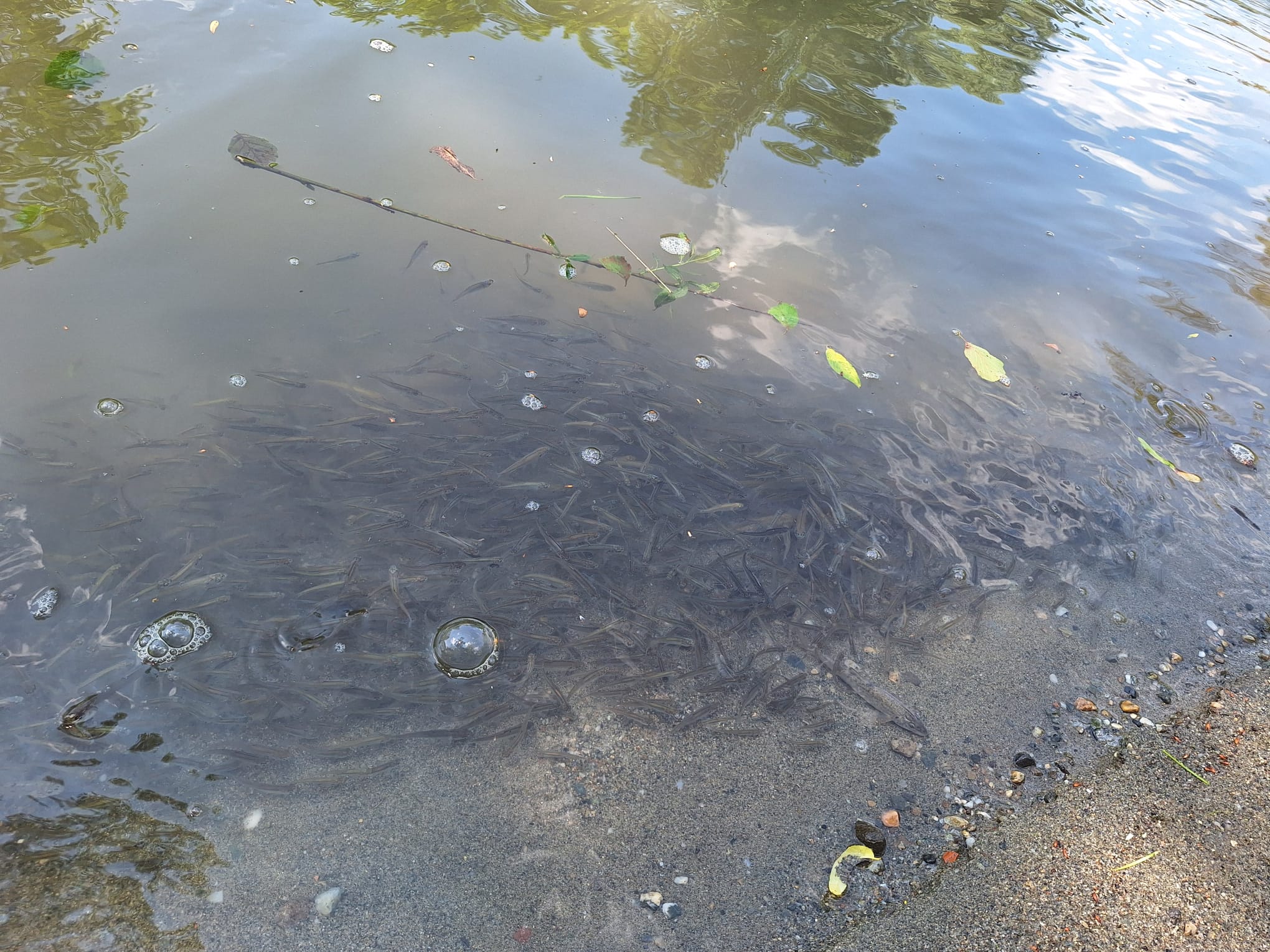 Menekülni próbáltak a halak | Fotó: Szakács László