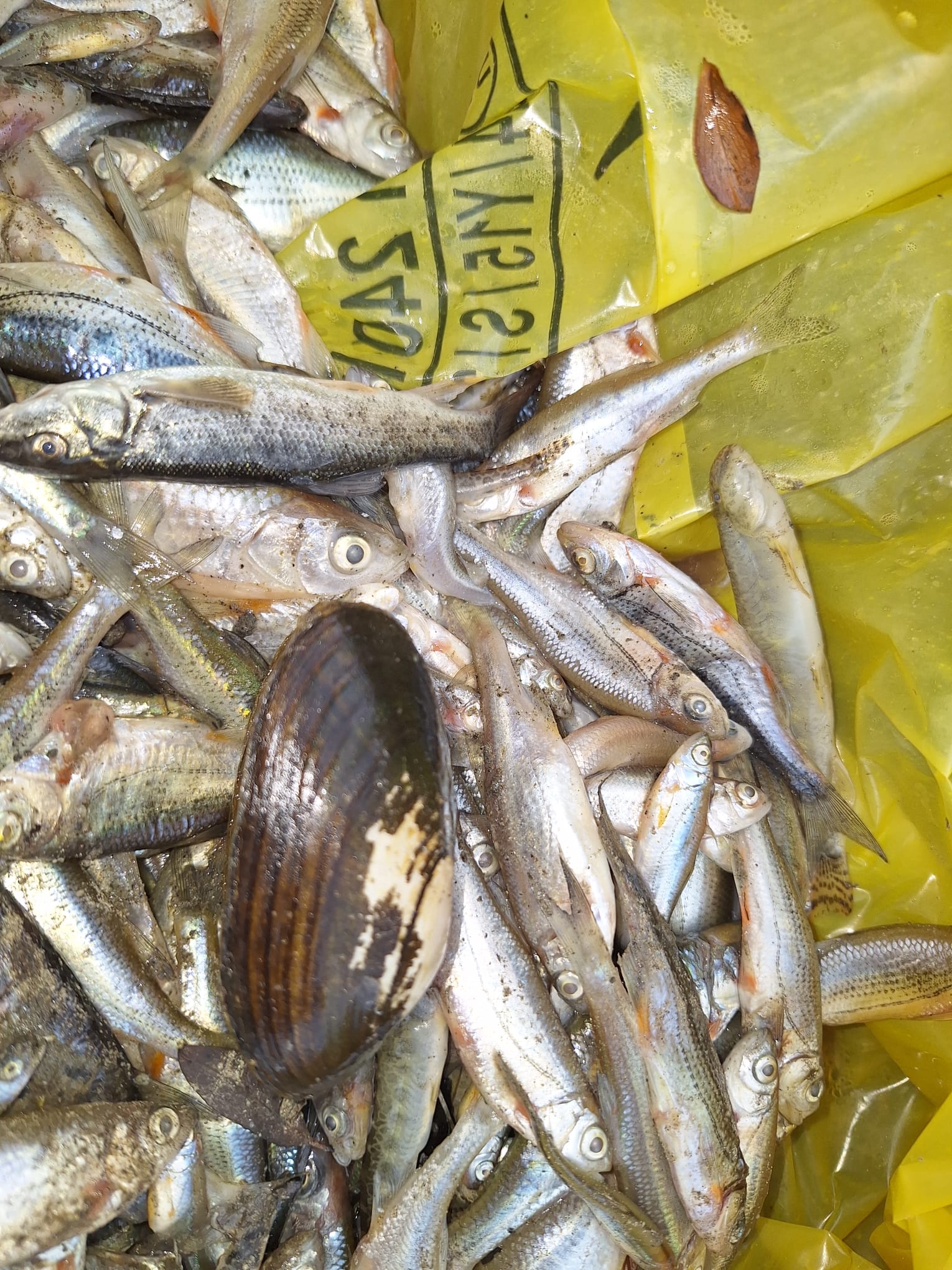 Tömeges halpusztulás a Kis-Küküllőben | Fotó: Szakács László