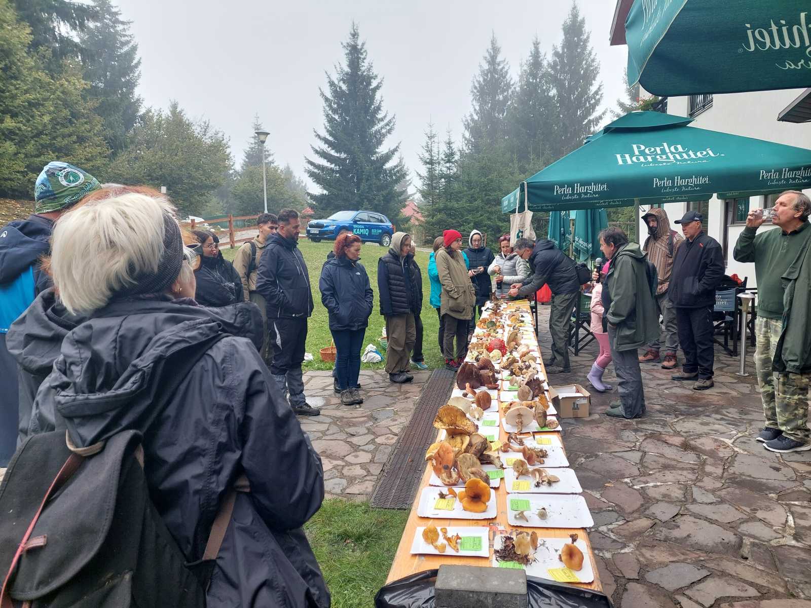 Variációk egy témára. Ötven féle gombát azonosítottak.
