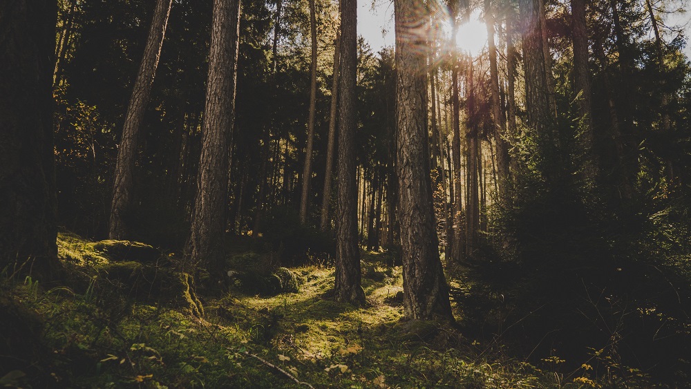 A navigációs alkalmazás utasításait követve tévedtek el | Fotó: Pexels
