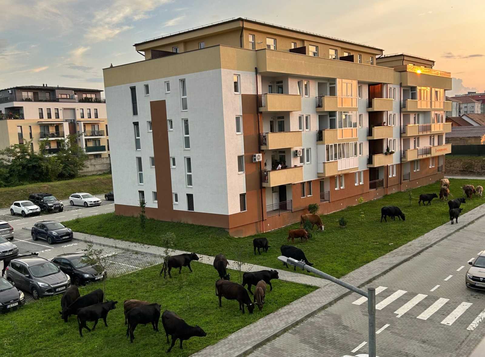 Tehenek lepték el Szeben egy lakótelepét | Fotó: Ora de Sibiu