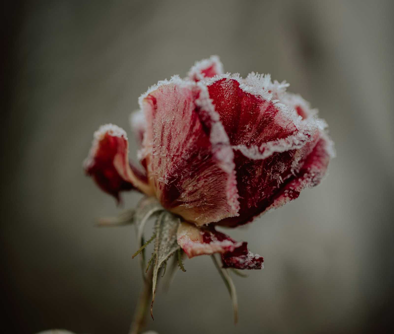 Éjszakai fagyok is lesznek. | Fotó: Unsplash