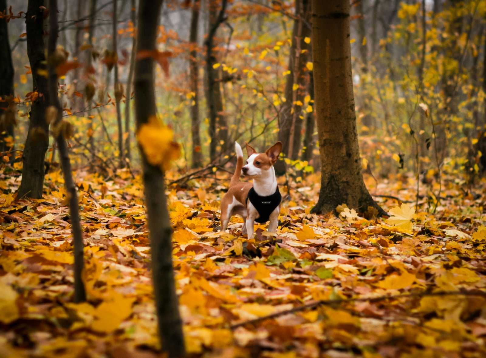 Novemberhez képest melegebb és szárazabb időszak következik. | Fotó: Unsplash