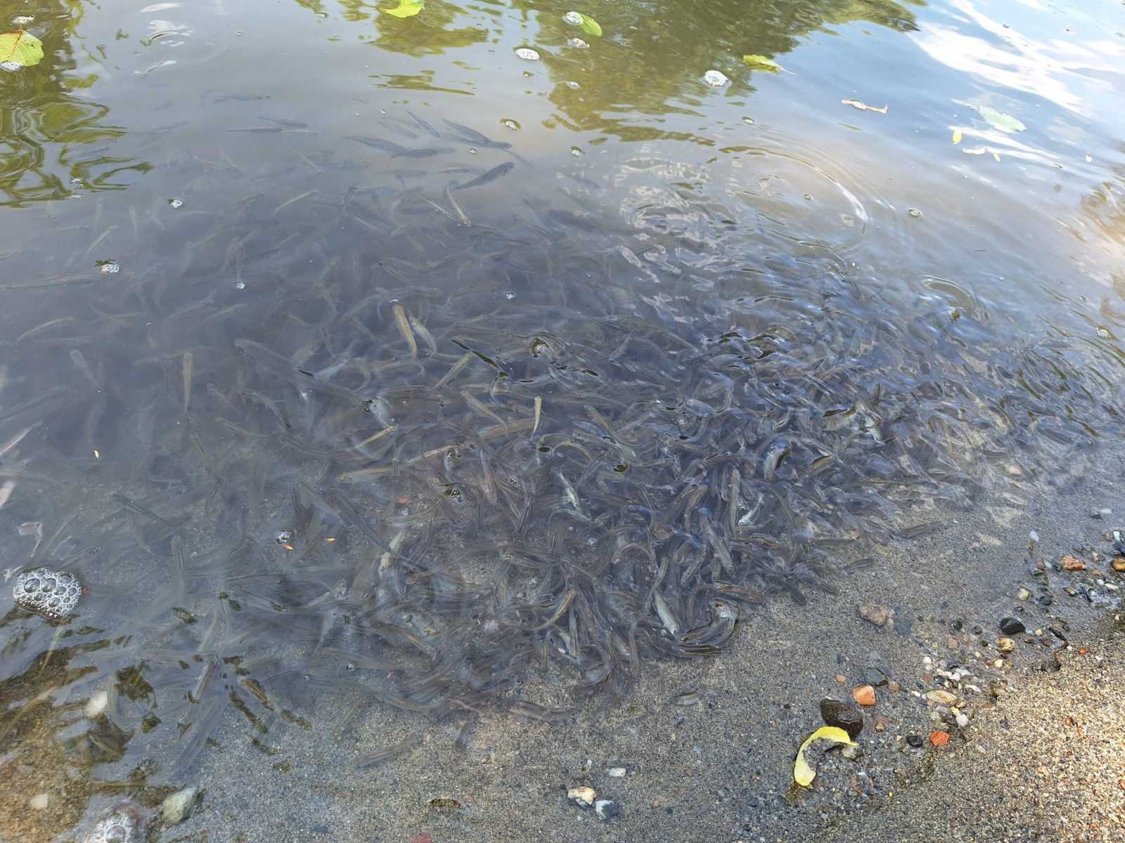 Milliós halpusztulást okozott a folyóvizekbe jutott sószennyezés. | Fotó: Szakács István/Hartel Tibor Facebook-oldala