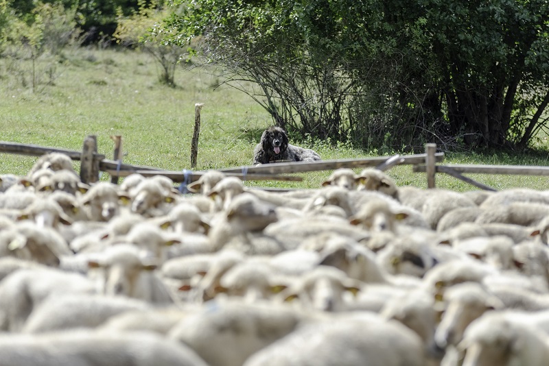 A támogatási keret 2,54 millió lej | Fotó: Gábos Albin