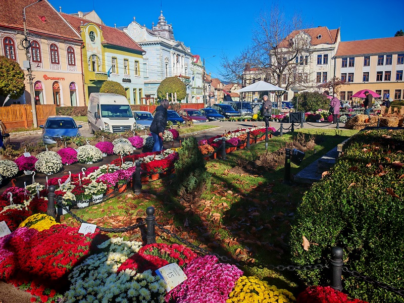 Tiritarka virágözön a Gábor Áron téren