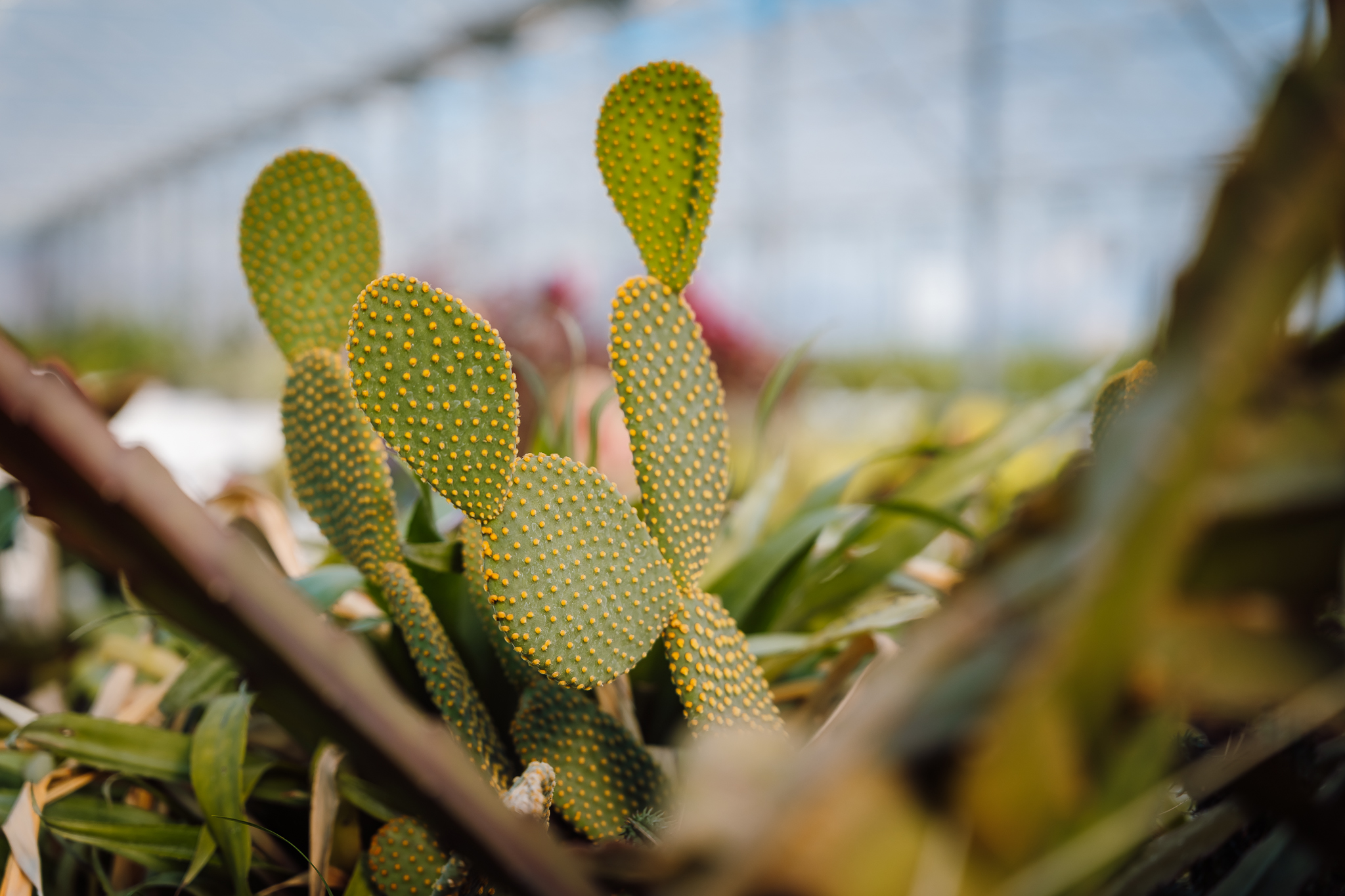 A kaktuszok is jól megférnek a növények között