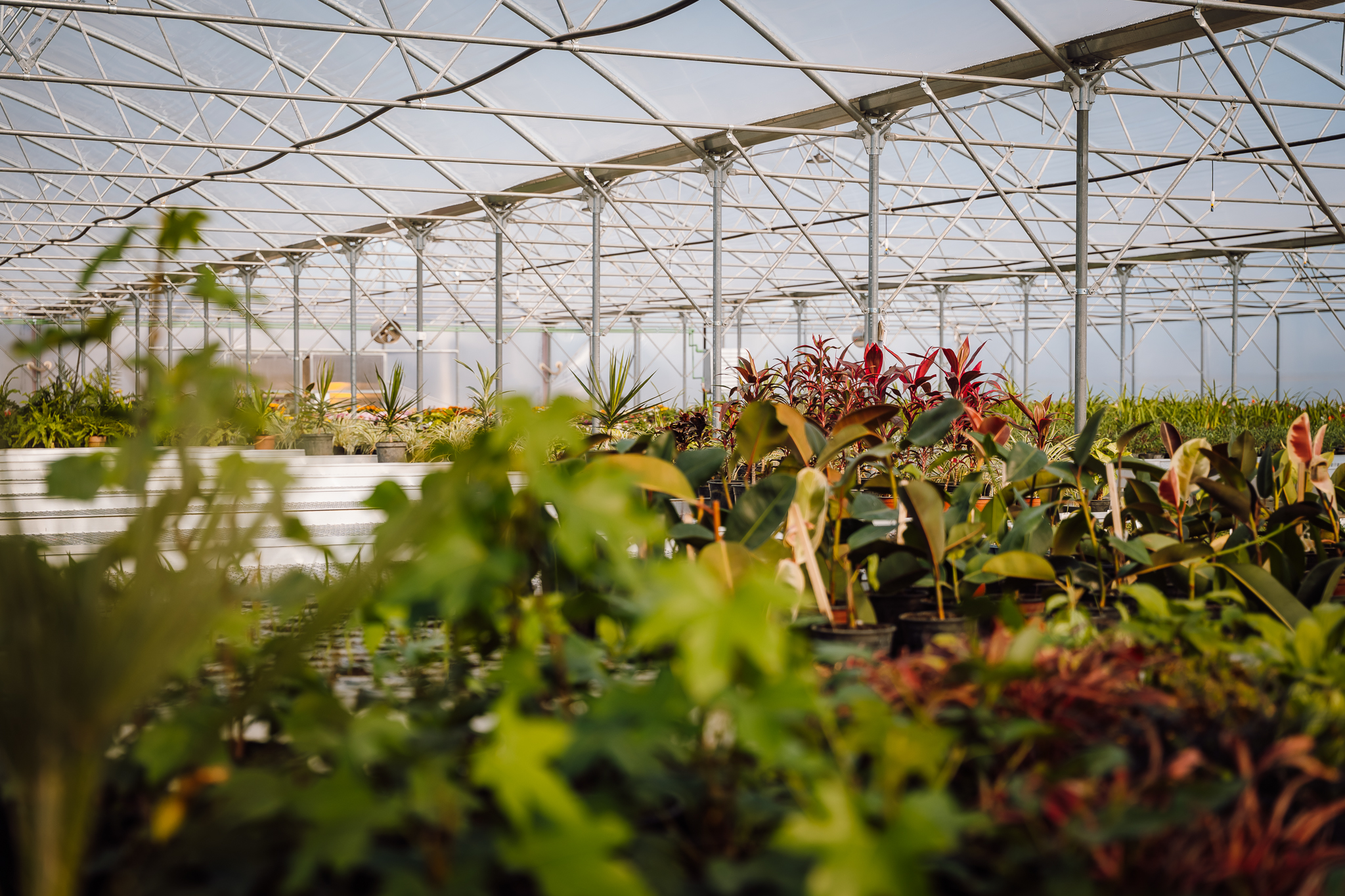 Palánták az üvegházakban 