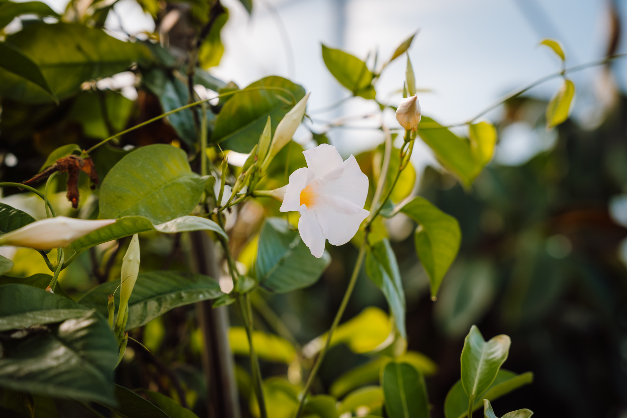 Számos virágfajta terem a kertészet üvegházaiban