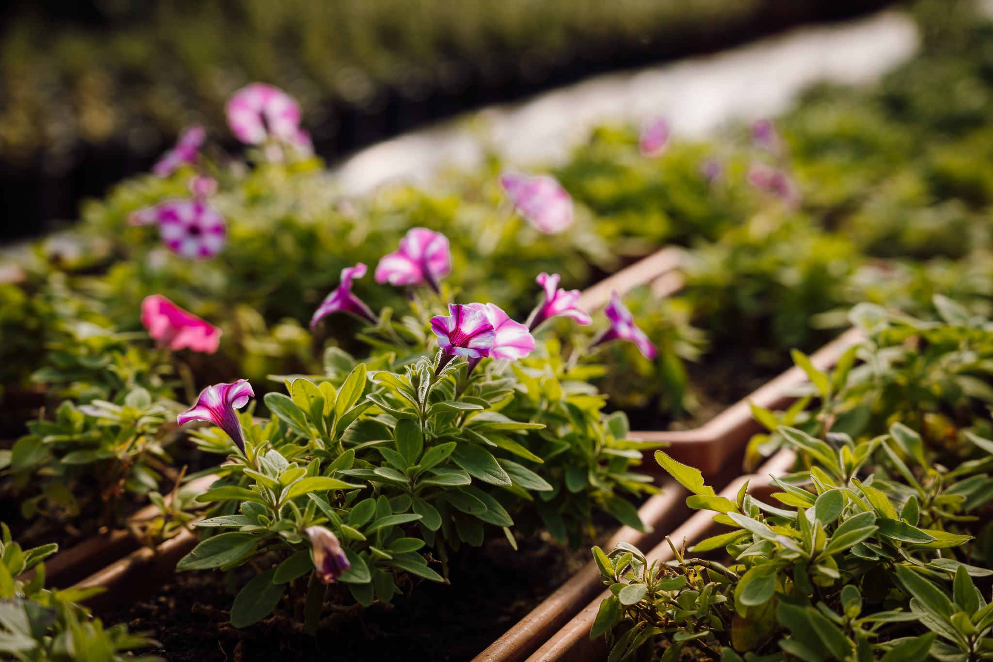 Színes virágok a város tereit díszítik 