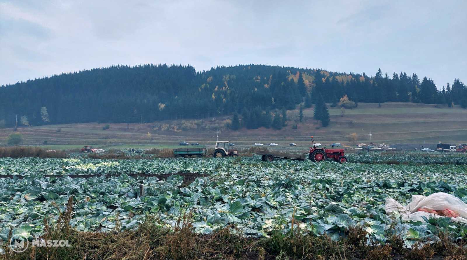 A szépvízi káposzta hagyományosan jó alapanyaga a télire eltett savanyúkáposztának, amiből majd a karácsonyi töltött káposztát is elkészítik.