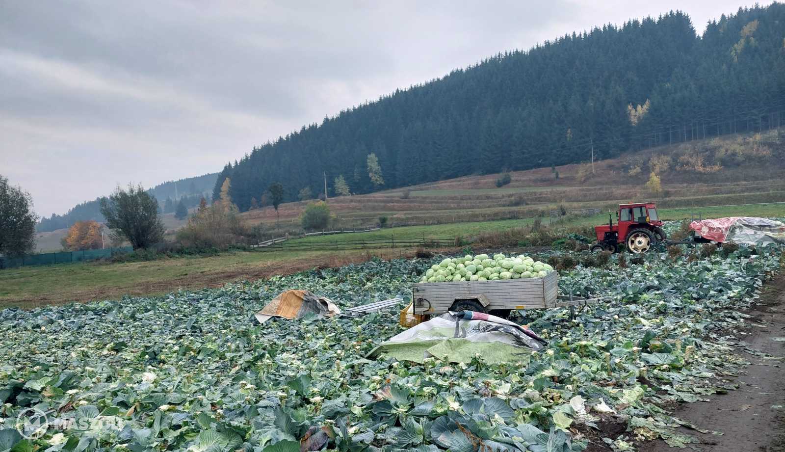 A Nád-dűlő mikroklímája ideális feltételeket teremt a káposztatermesztéshez.
