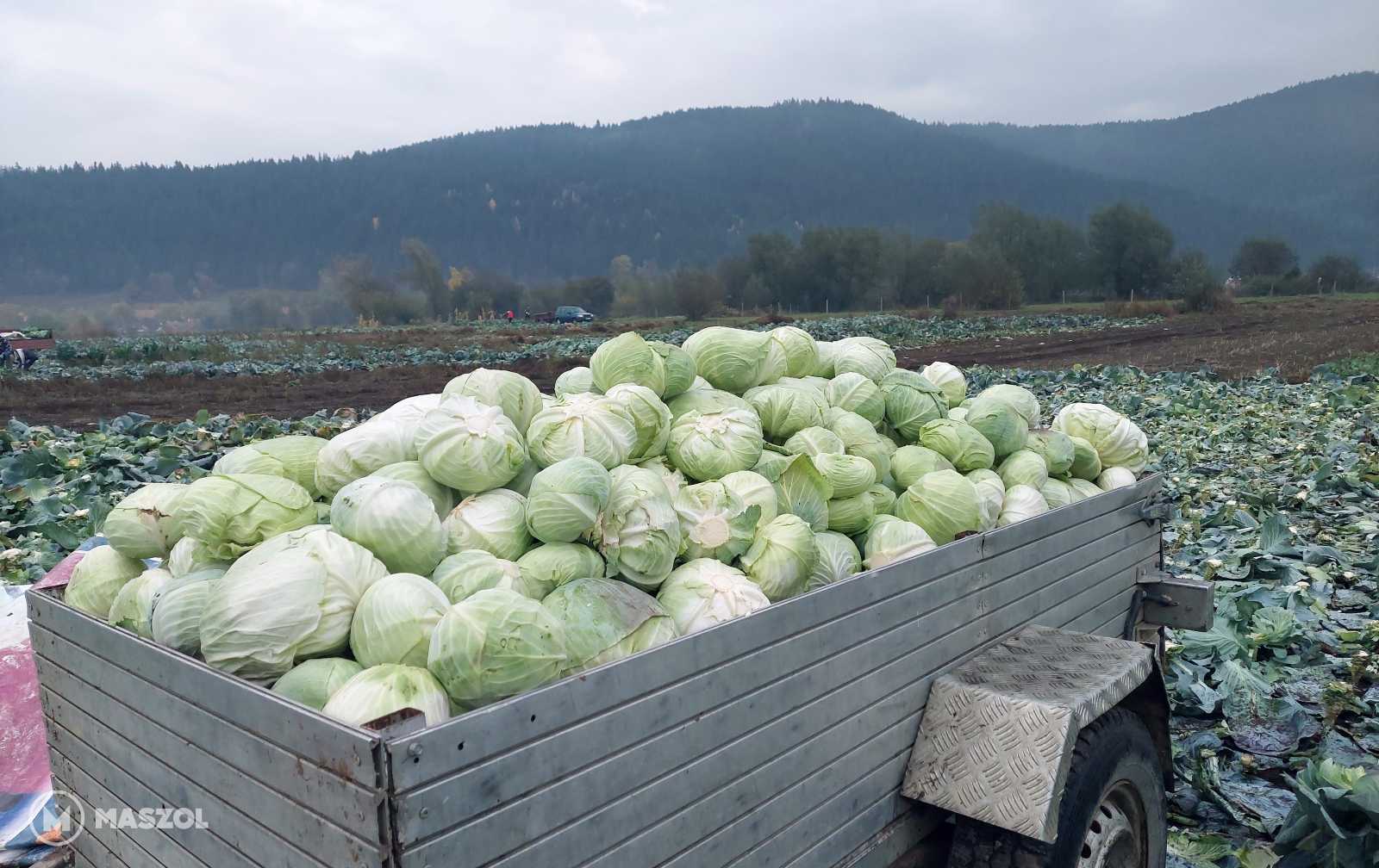 Bár kevés csapadék volt a nyáron, az évekkel korábban kiépített öntözőrendszer segítette a gazdákat.
