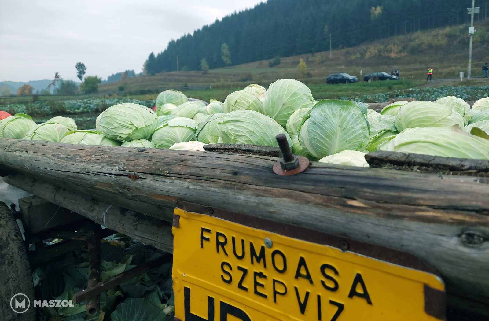 A termés szekerekre, utánfutókra kerül és a nagyobb részét már helyben értékesítik.