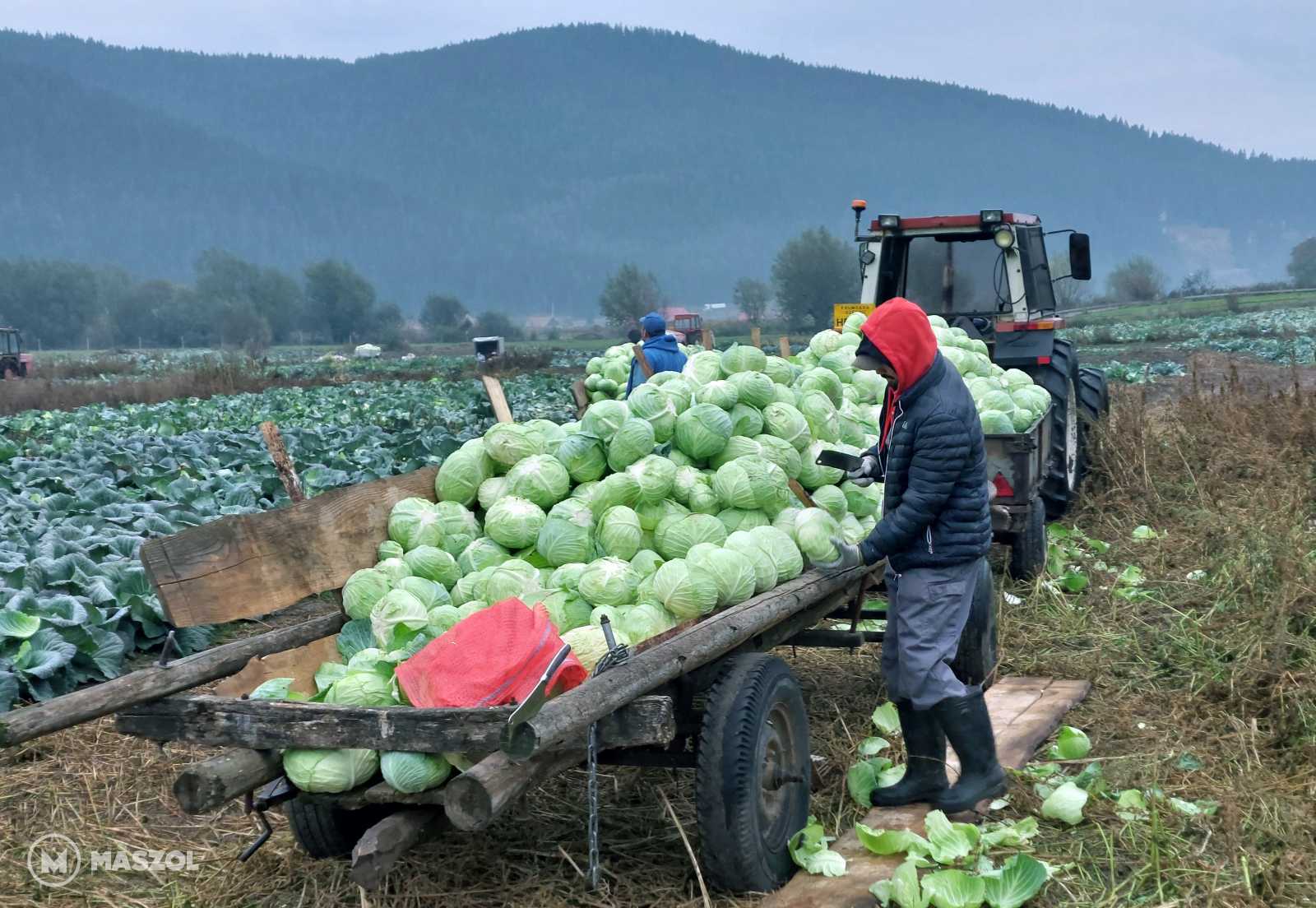 Sok munkával jár a káposztatermésztés a palántaneveléstől a betakarításig.