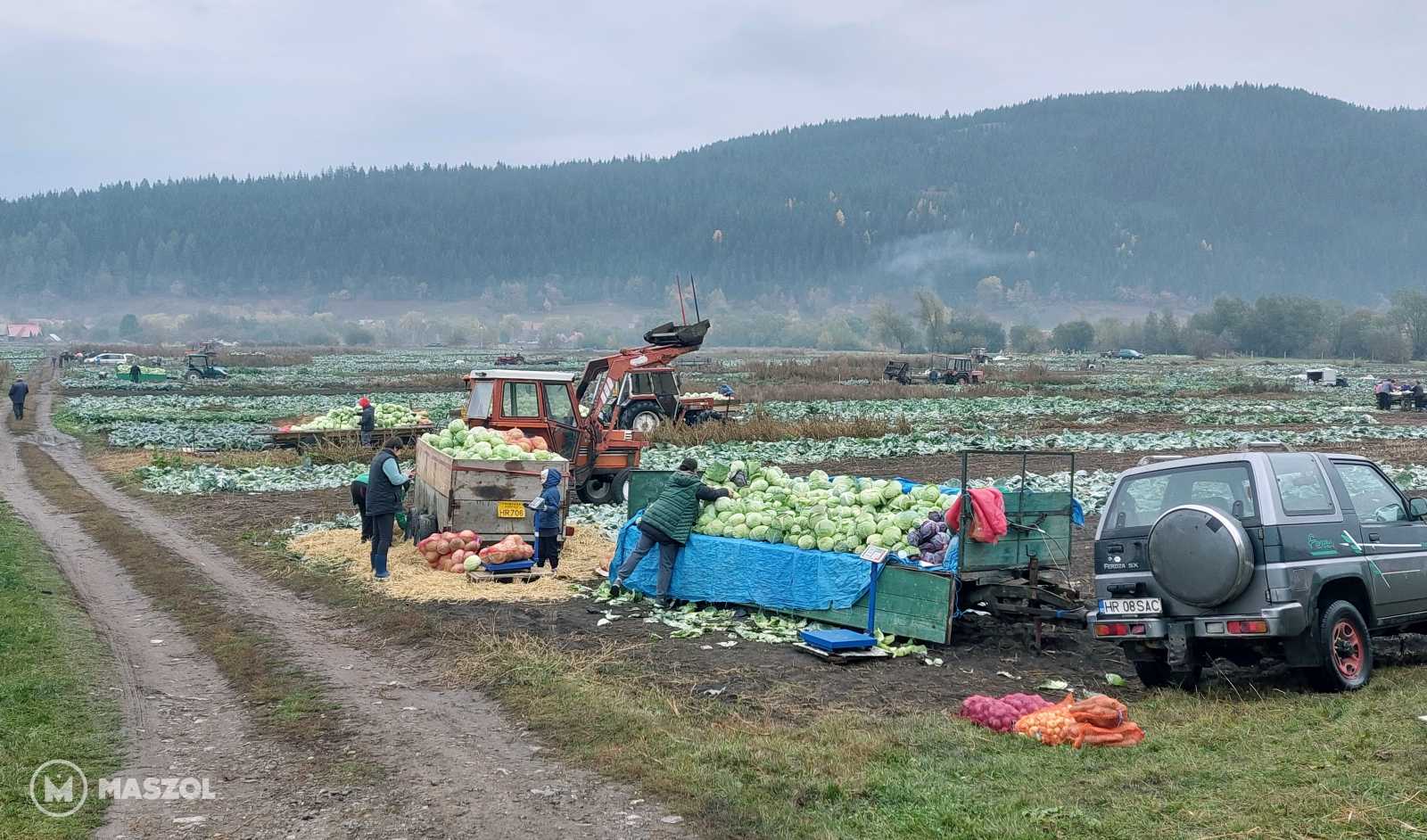 A káposztavágás igazi közösségi esemény, a parcellákon kora reggeltől közösen dolgoznak a családtagok.