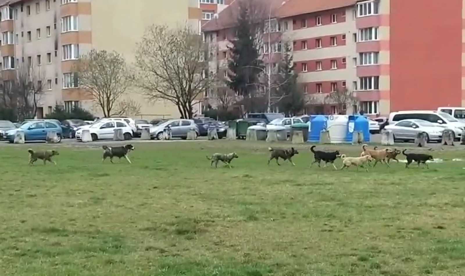 Kóbor kuryák vonulnak Csíkszeredában | Korábbi felvétel / Olvasói fotó