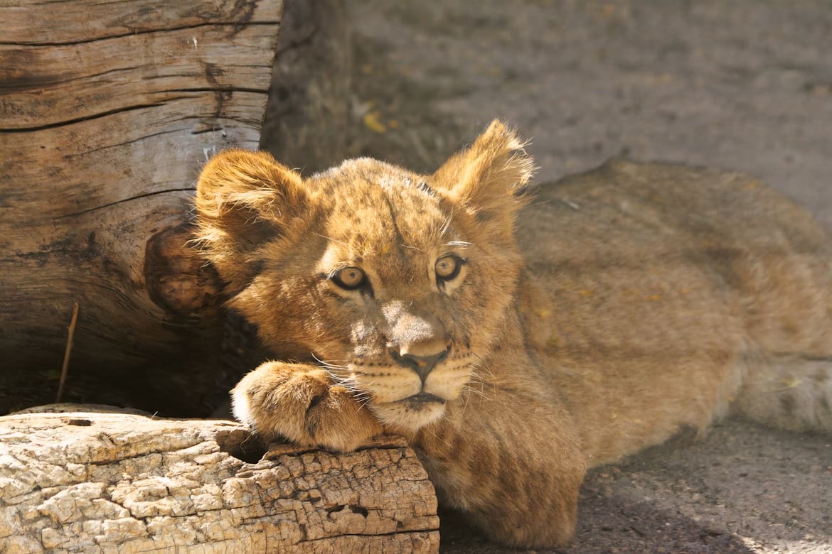 Egy kölyök liger okozott felszíni sérülést | Illusztráció: Unsplash