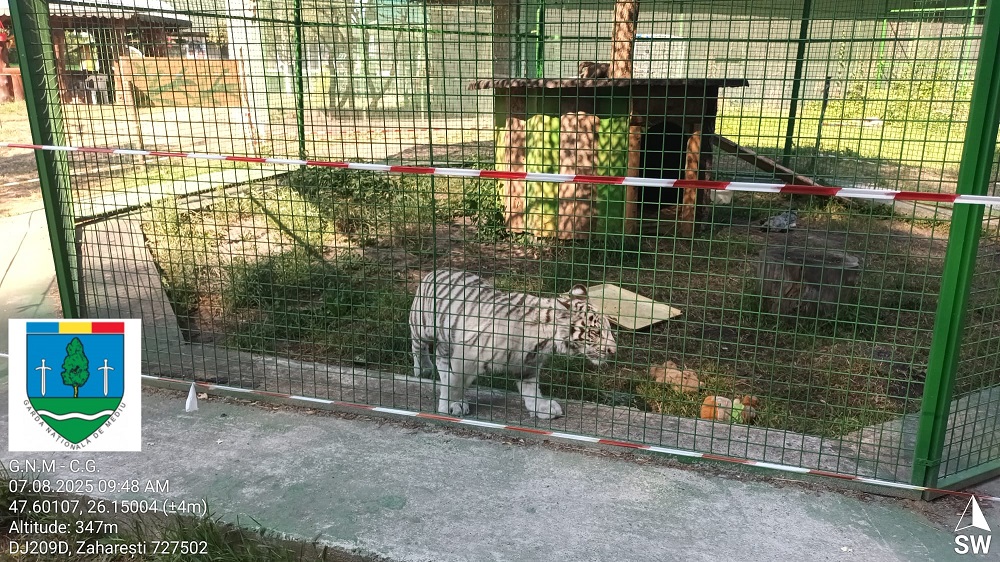 A liger egy hibrid csoda, de harap | Korábbi fotó: Suceava Megyei Környezetőrség 