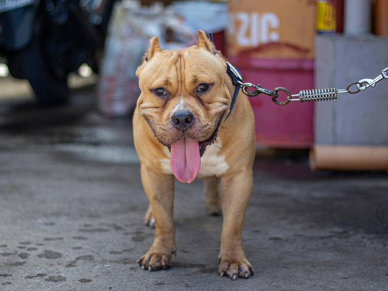 Egy amerikai bully támadt a nőre | Fotó: Pexels