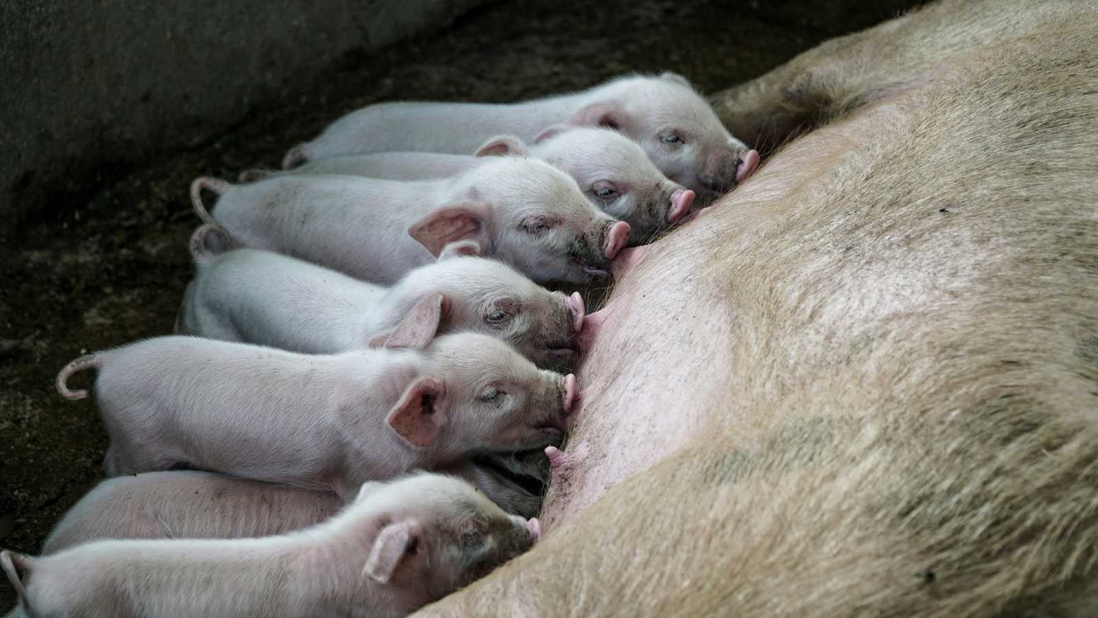 A sertéspestis ellen nincs oltás | Fotó: Unsplash