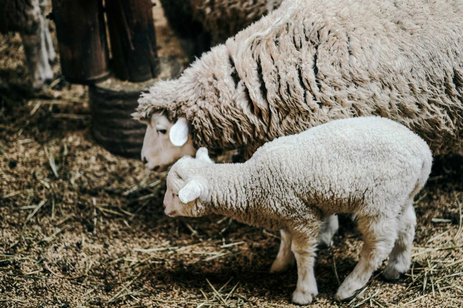 A juhok körében legutóbb a lépfene jelent meg | Fotó: Unsplash 