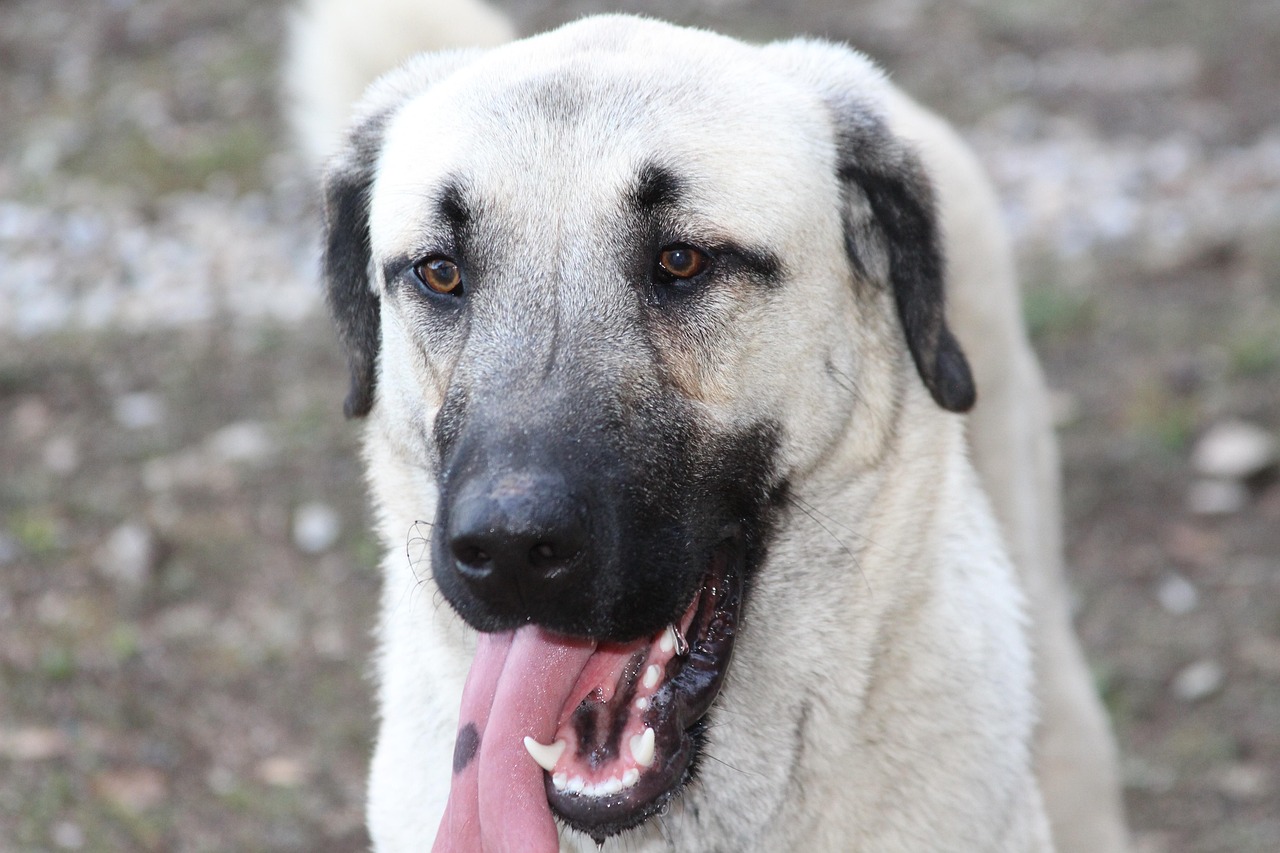 A kangal a török síkságokról érkezett. Nem veszélytelen. | Fotó: Pixabay