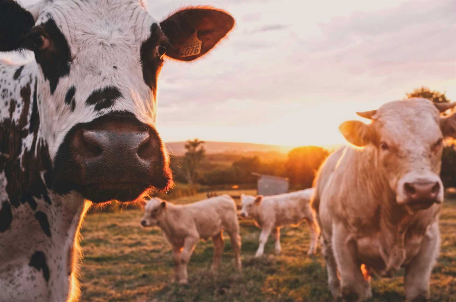 Még egy bő hetük van a gazdáknak. | Fotó: Unsplash
