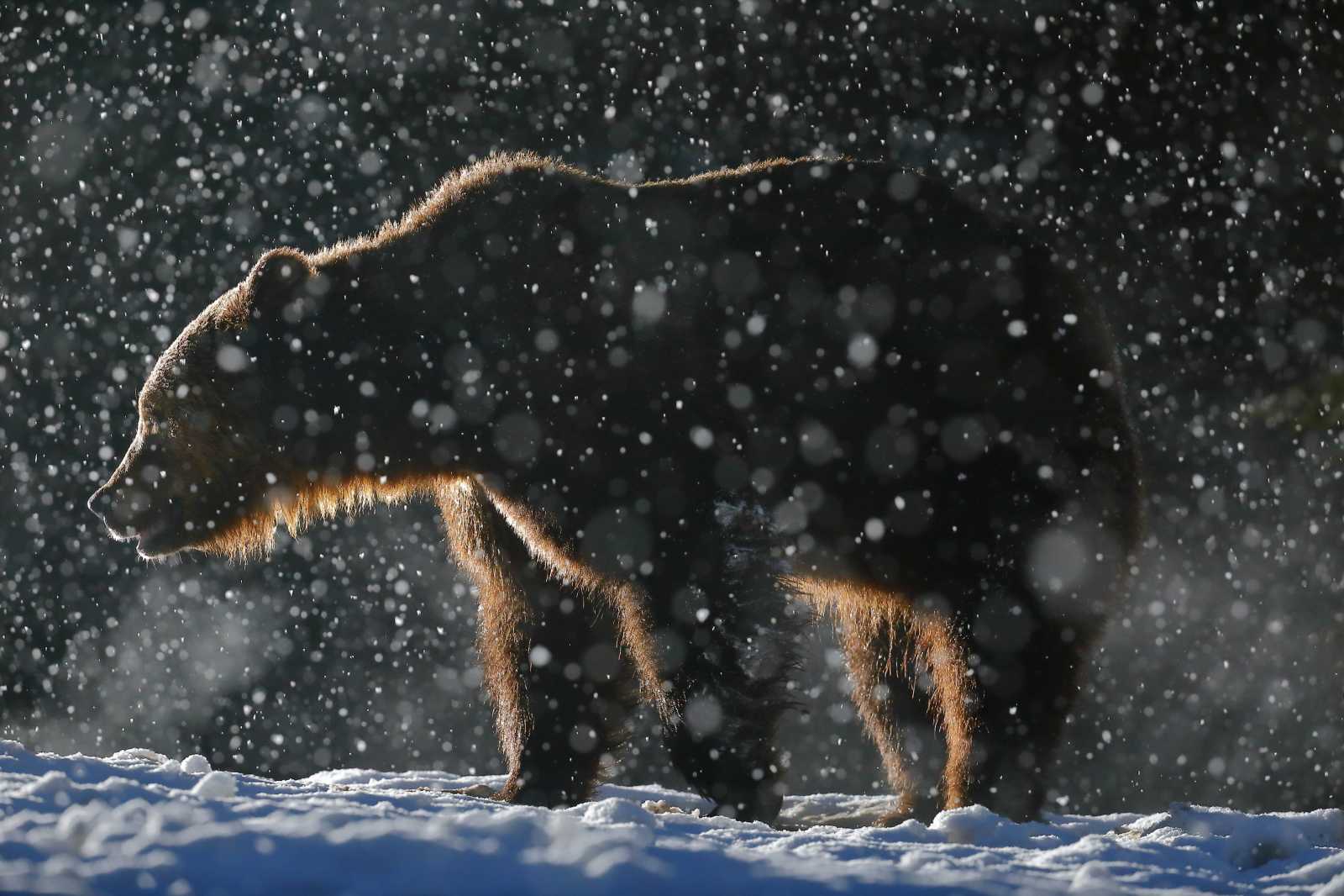 A vadászok kivárnak, a medve téli bundáját értékesebbnek tartják | Fotó: Dezső László 